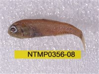 藏品(七星魚)的圖片